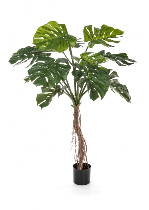 Split Philo Root Tre - 130Cm