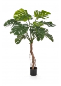 Split Philo Root Tre - 130Cm