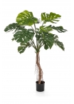 Split Philo Root Tre - 130Cm