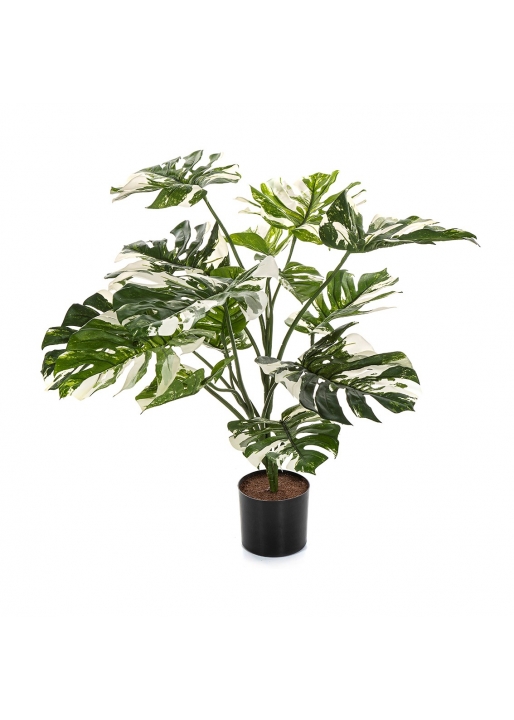 Split Philo Variegata Con Vaso - 85Cm