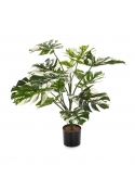 Split Philo Variegata Con Vaso - 85Cm