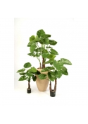 Alocasia Calidora X 22 - 120Cm
