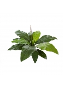 Anthurium Jungle King - 84Cm