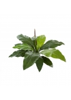 Anthurium Jungle King - 84Cm
