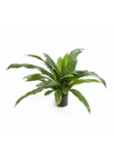 Felce Asplenium X 33 Con Vaso - 80Cm