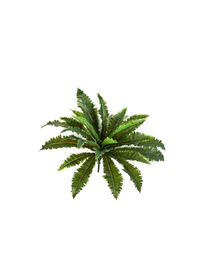 Felce Margarintum Cespuglio X 24 - 70Cm