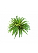 Felce Forest X 76 - 85Cm
