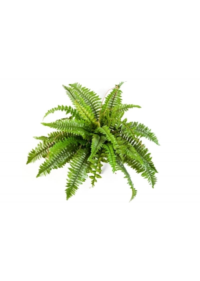 Felce Boston X 31 - 60Cm