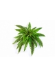 Felce Boston X 42 - 80Cm