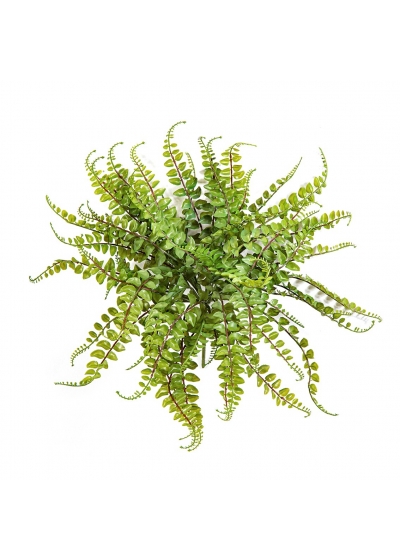 Asplenium Maidenhair - Plas - 40Cm