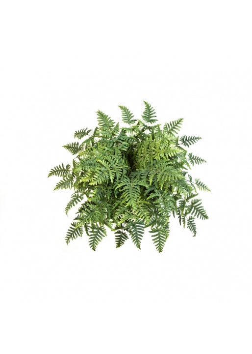 Felce Athyrium Cespuglio X 45 - 90Cm