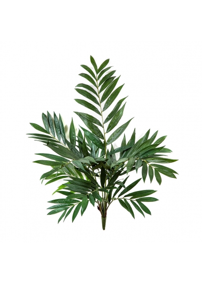 Parlour Palm Cespuglio - 75Cm