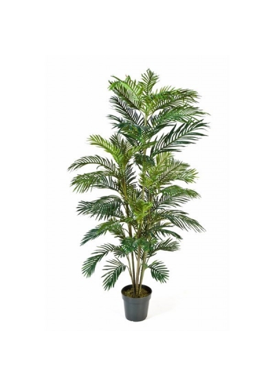 Areca Palm De Luxe X 2 - 210Cm