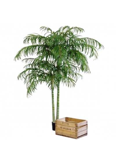 Areca Palm De Luxe X 2 - 240Cm