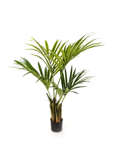 Kentia Natural Palm - 110Cm