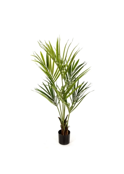 Kentia Natural Palm - 140Cm