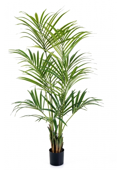 Kentia Natural Palm - 172Cm