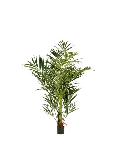 Kentia Natural Palm De Luxe - 225Cm