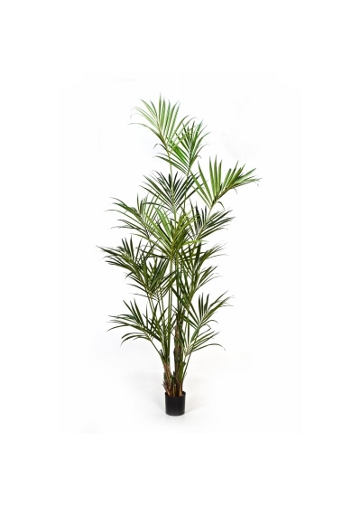 Kentia Natural Palm - 260Cm