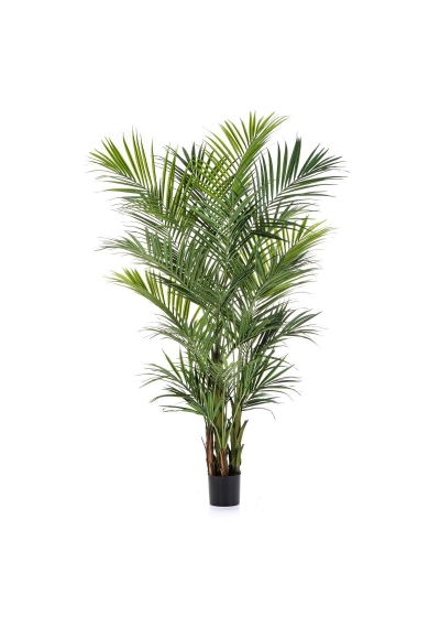 Kentia Natural Palm De Lux - 260Cm