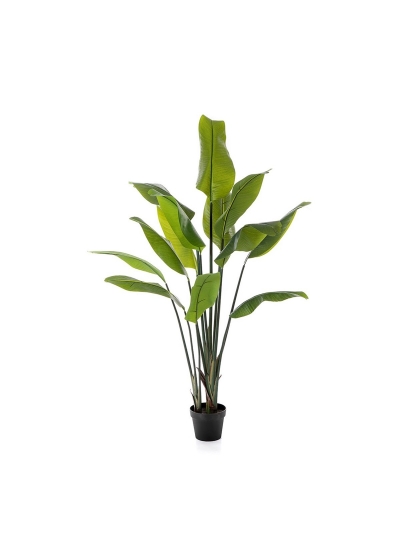 Strelitzia Traveller Pal - 150Cm