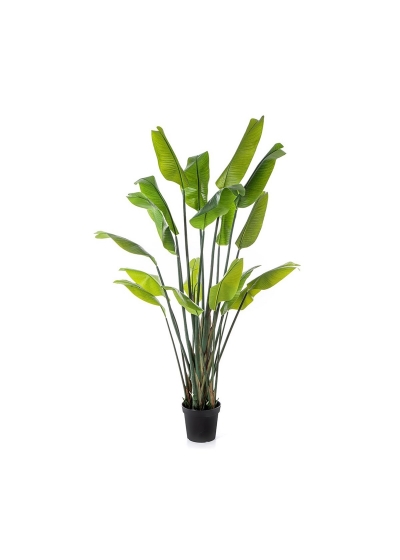 Strelitzia Traveller Pal - 200Cm