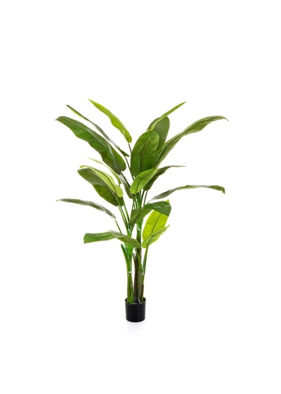 Heliconia Tree - 170Cm