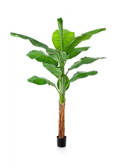 Bananatree 200 Cm - 200Cm