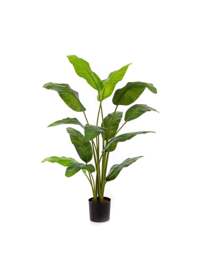 Royal Traveller Palm - 120Cm