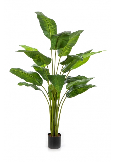 Traveller Palm Royal - 170Cm