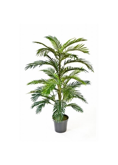 Areca Palm Con Vaso - 120Cm