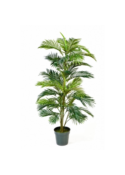 Areca Palm Con Vaso - 150Cm