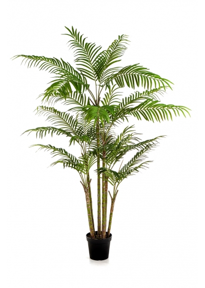 Bambù Palm - 215Cm