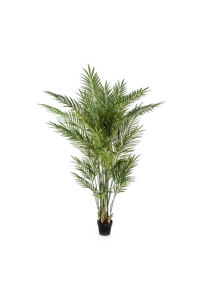 Areca Forest Palm W/ - 80Cm