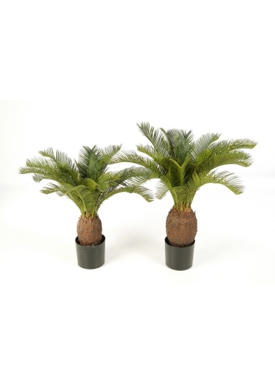 Pianta X 22 Con Vaso - 70Cm