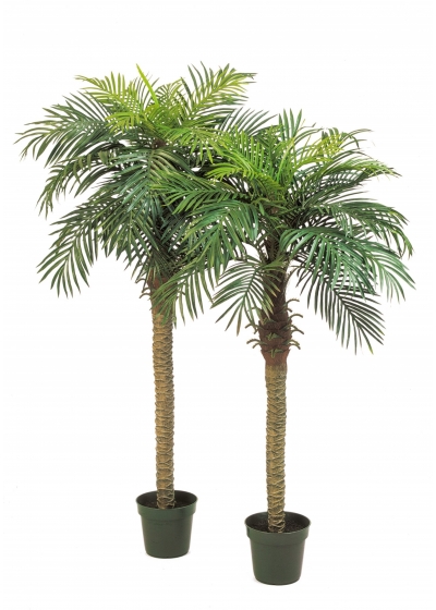 Phoenix Palm Con Vaso - 180Cm