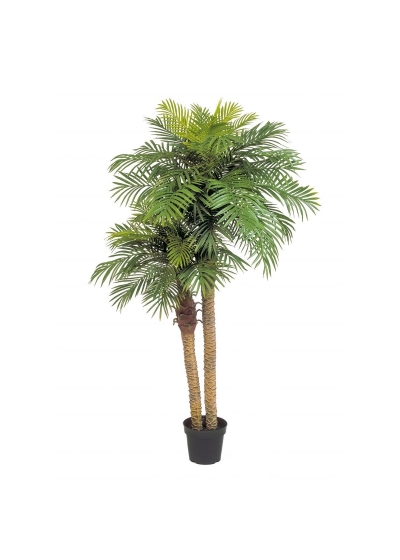 Phoenix Palm Double Con Vaso - 195Cm