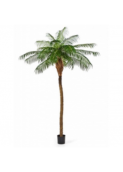 Phoenix Palm De Luxe - 250Cm