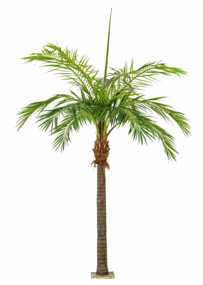 Phoenix Palm Giant - 420Cm
