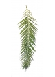 Phoenix Curved Palm Foglia Se