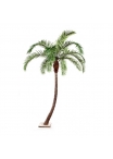 Phoenix Curved Palm - 360Cm