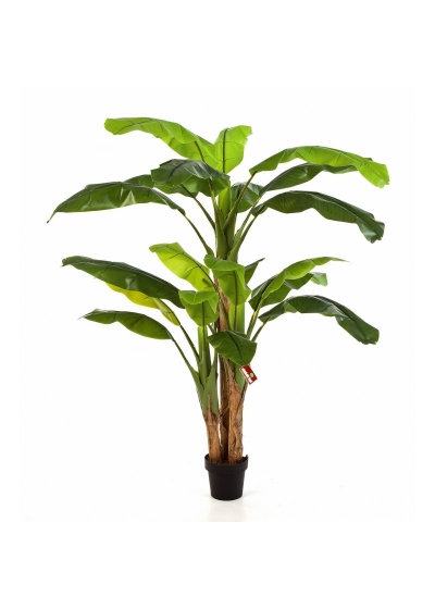 Banana Tree X 3 Con Vaso - 240Cm
