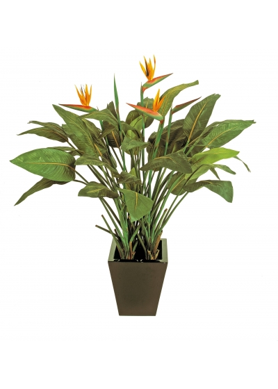 Strelitzia Natural Con Vaso - 130Cm