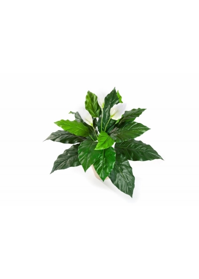 Spathiphyllum - 71Cm