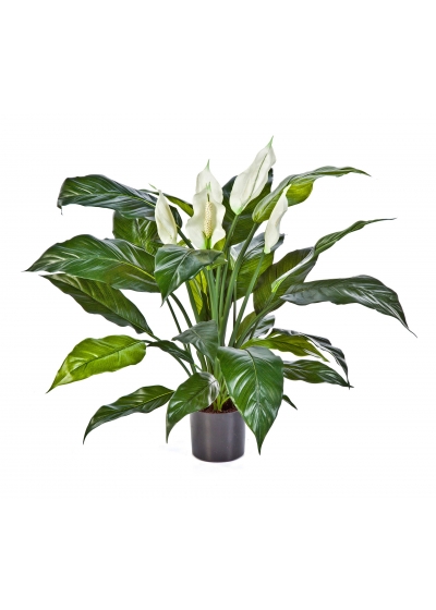 Spathiphyllum De Luxe W/P - 73Cm