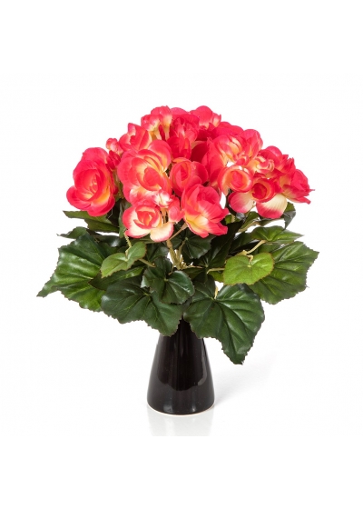 Begonia Cespuglio X 36 - 20Cm