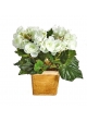 Begonia Cespuglio X 36 - 20Cm