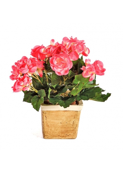 Begonia Cespuglio X 36 - 20Cm