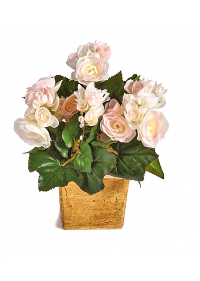Begonia Cespuglio X 36 - 20Cm