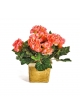 Begonia Cespuglio X 36 - 20Cm